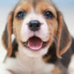 Meet your Posher, Penelope